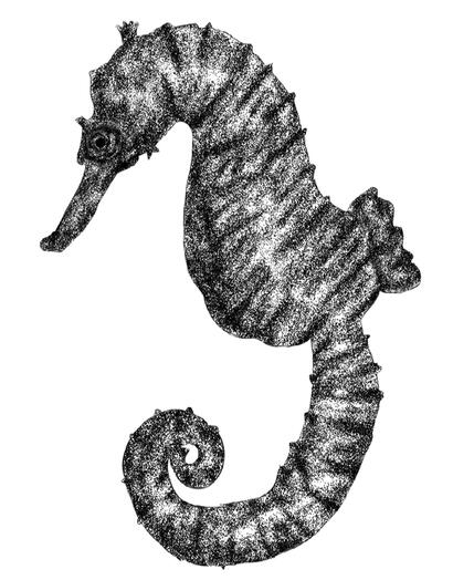 Stippling art - Seahorse